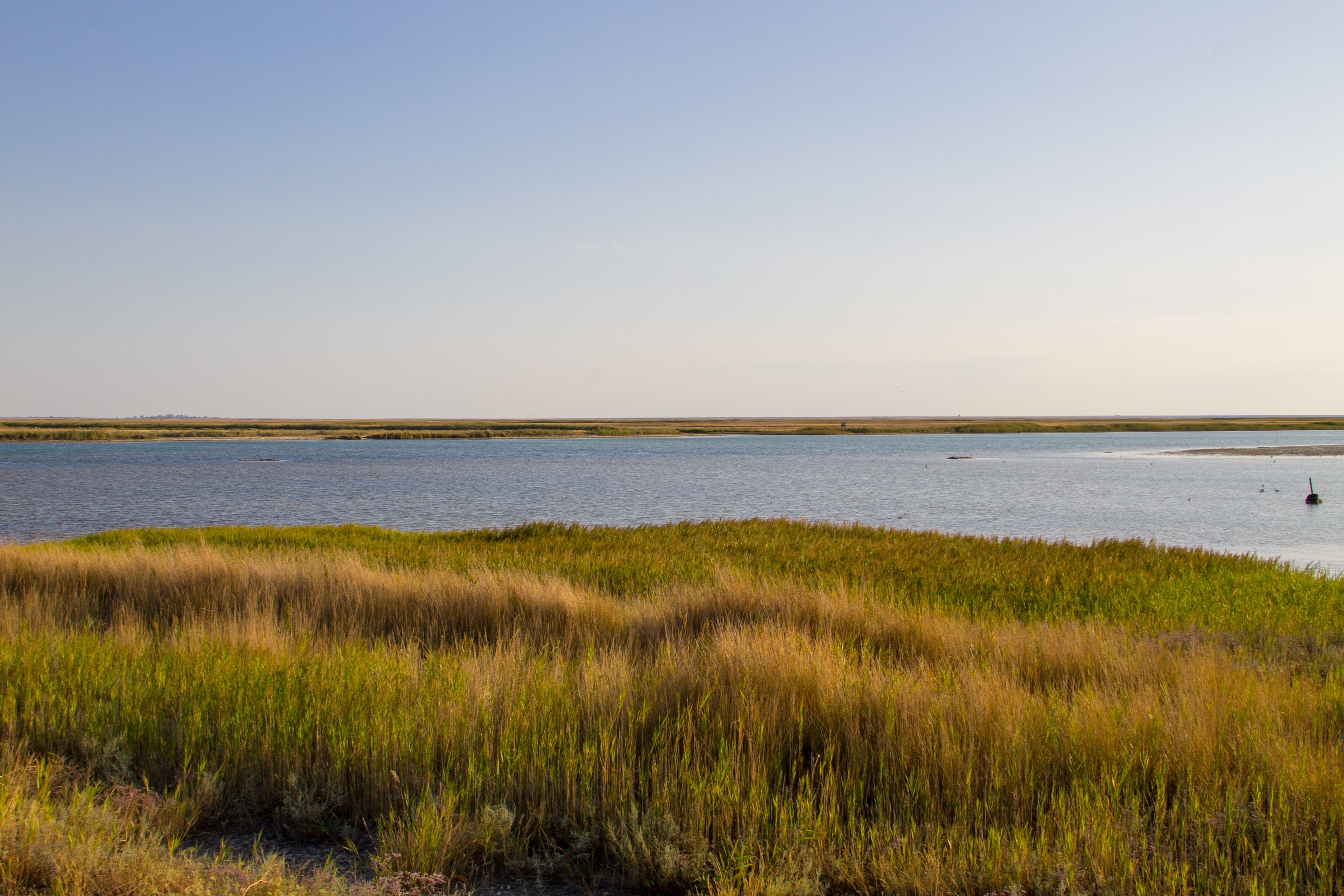 saltwater marshes
