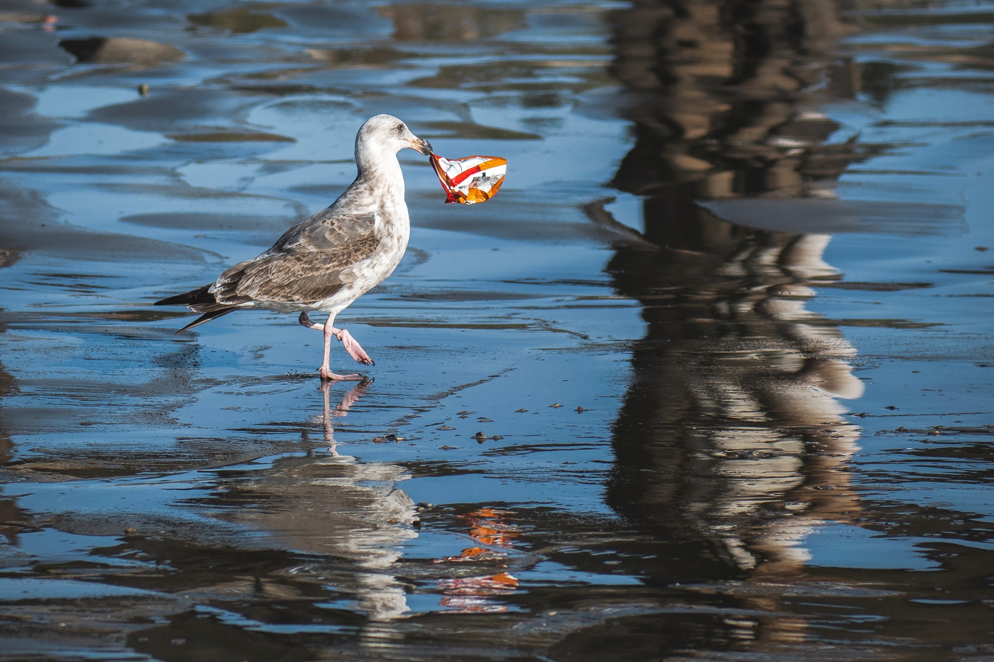 Seabird with plastic in ocean pollution