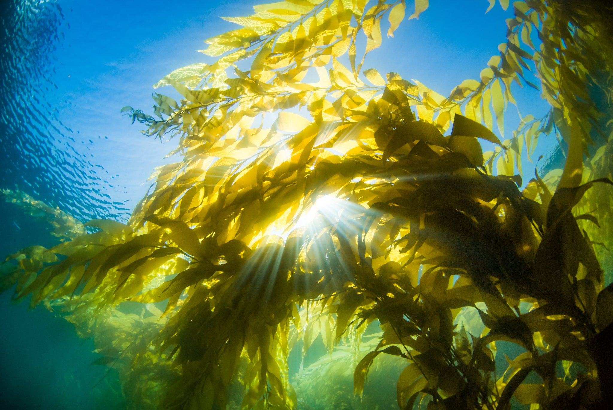 Kelp Reforestation: Why we all need to kelp out