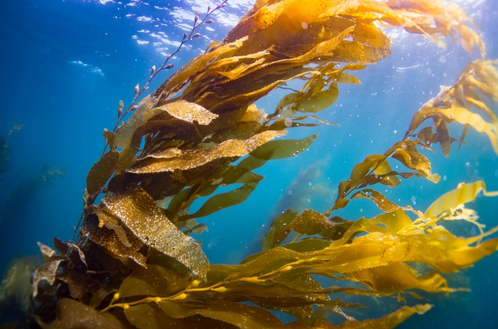 Why Kelp is the Key to Solving Ocean Acidification