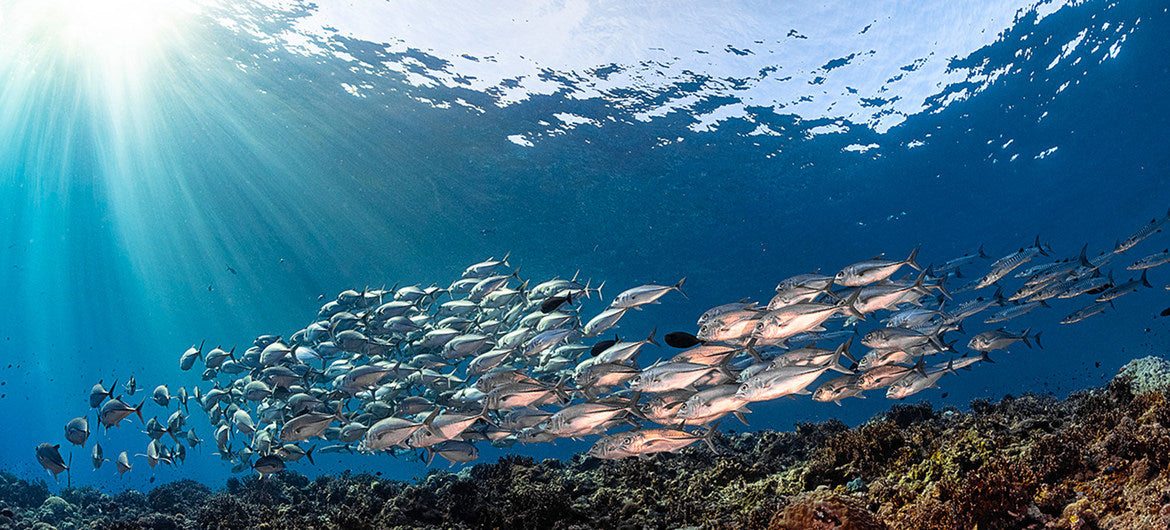 6 Ways to Celebrate World Oceans Day